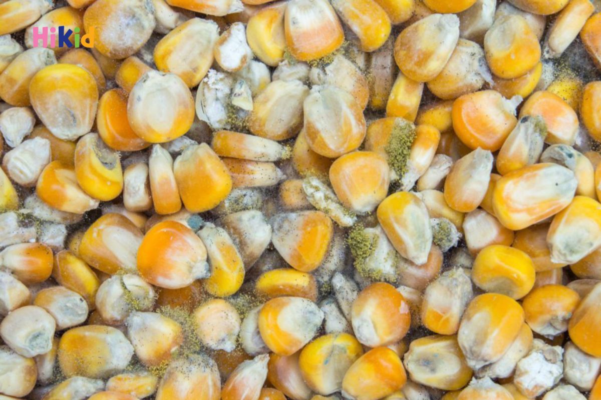 Tuyệt đối không cho trẻ sử dụng các loại ngũ cốc bị mốc