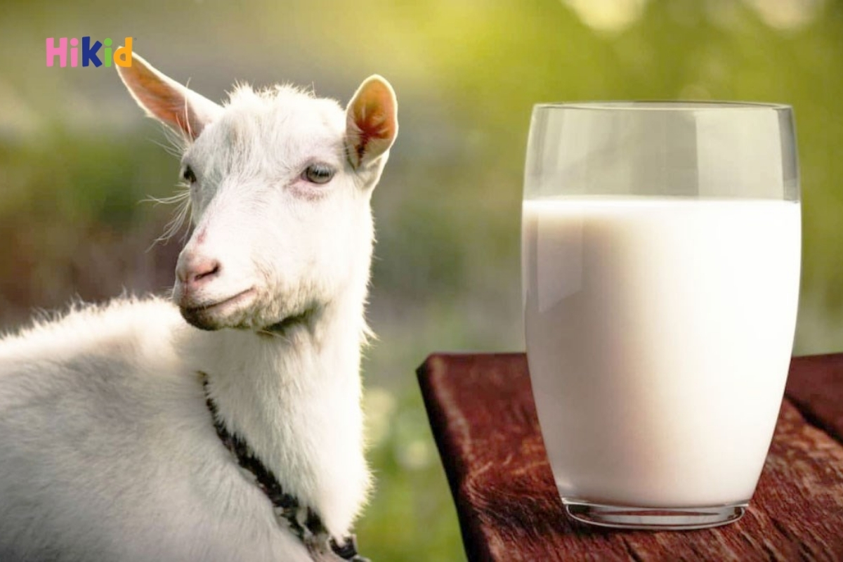 Cần lựa chọn sữa dê kỹ lưỡng để đảm bảo an toàn và đáp ứng được nhu cầu dinh dưỡng của trẻ